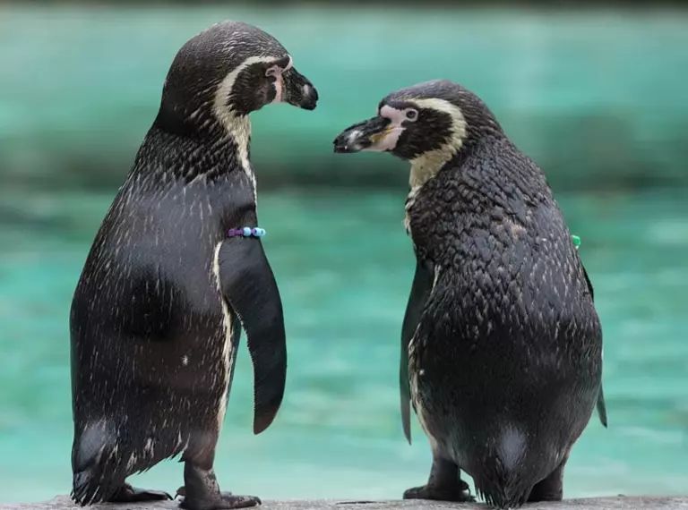 two penguins at london zoo