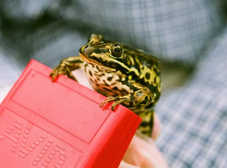 scanning a pool frog