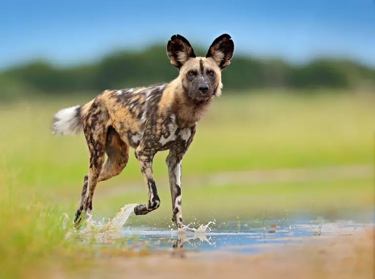 An African wild dog running through water