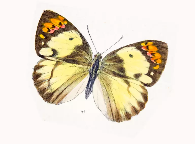 Teracolus bacchus detail from Plate 24 of the monograph of the genus by Emily Mary Bowdler Sharpe, lithograph by M. Horman Fisher
