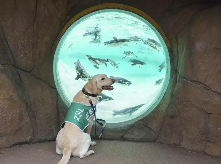 Sniffer dog Bess visiting Humboldt penguins at ZSL's headquarters in London Zoo