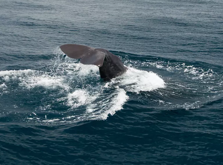 A sperm whale's tail flicks up out of the ocean