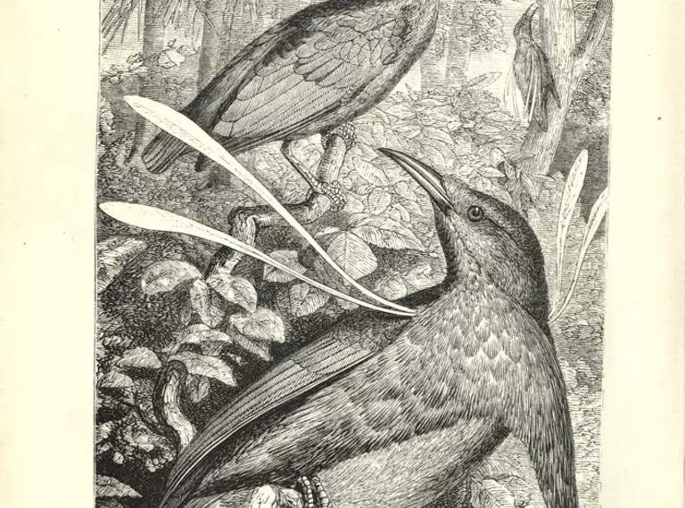Two birds of paradise drawn in The Malay Archipelago
