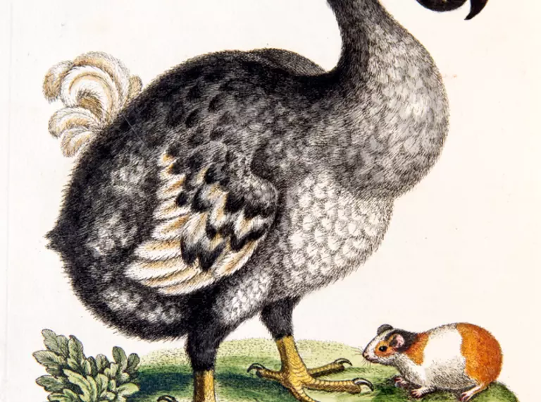 Dodo painting  with a guinea pig for scale