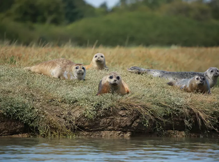 Seals on a bank on Thames Estuary 