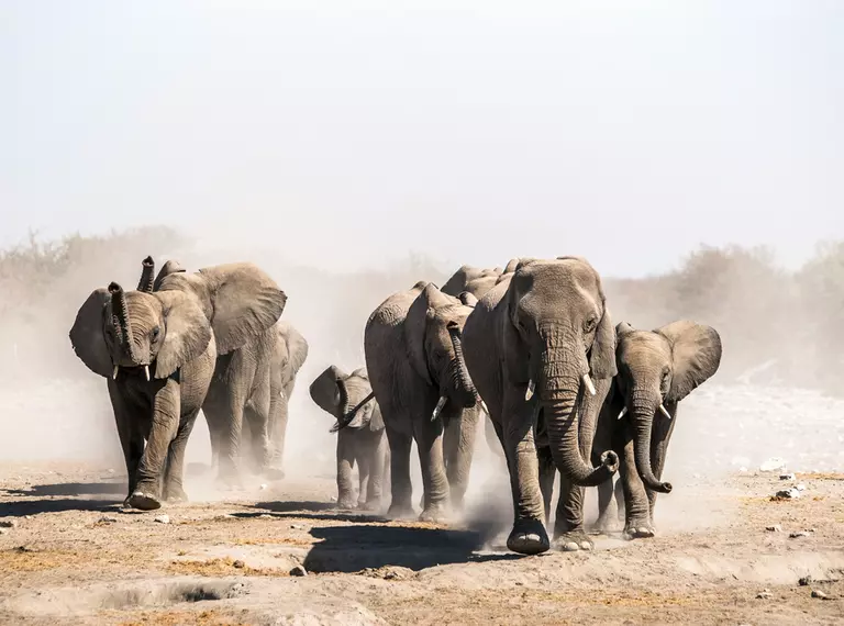 African elephant herd in a dry savannah surrounded by dust.