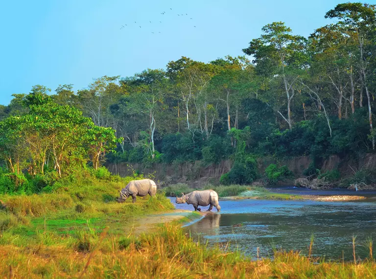 Greater one-horned rhino Chitwan National Park crossing a river
