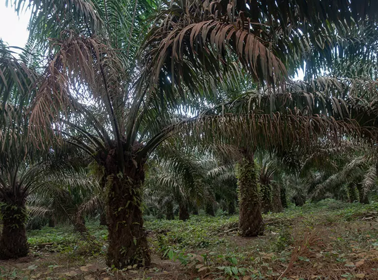 Palm trees in an oil palm plantation in Cameroon