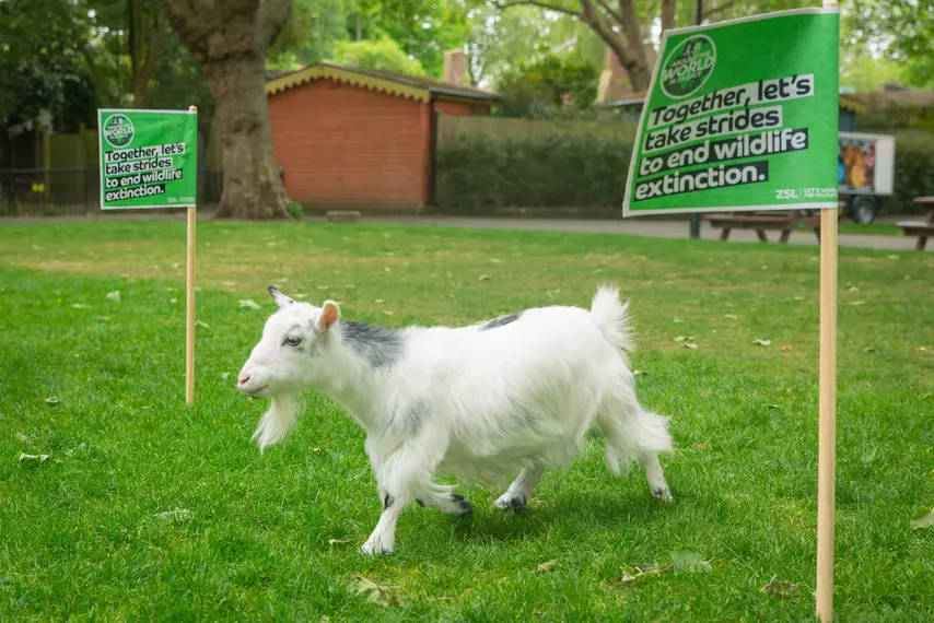 Pygmy goats practice their Around the World challenge at London Zoo 
