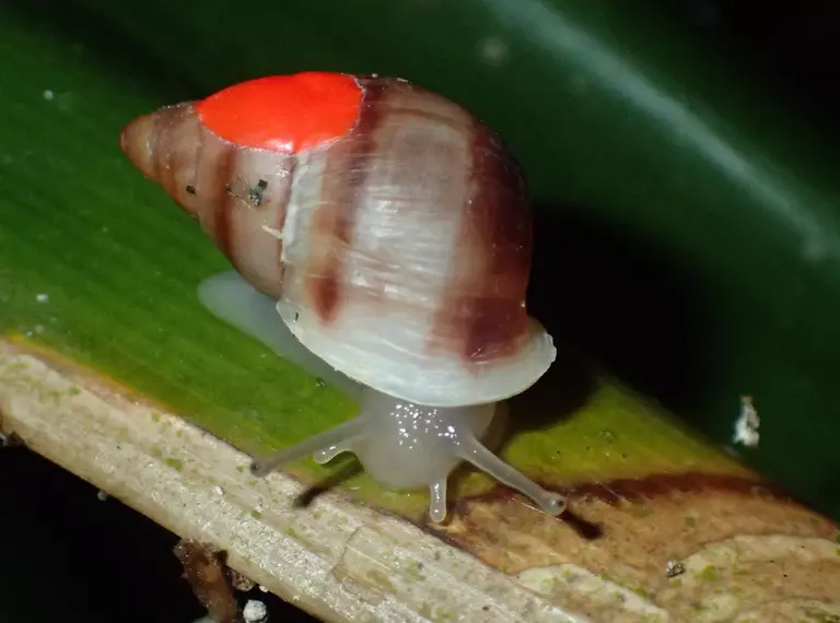 A partula snail reintroduction