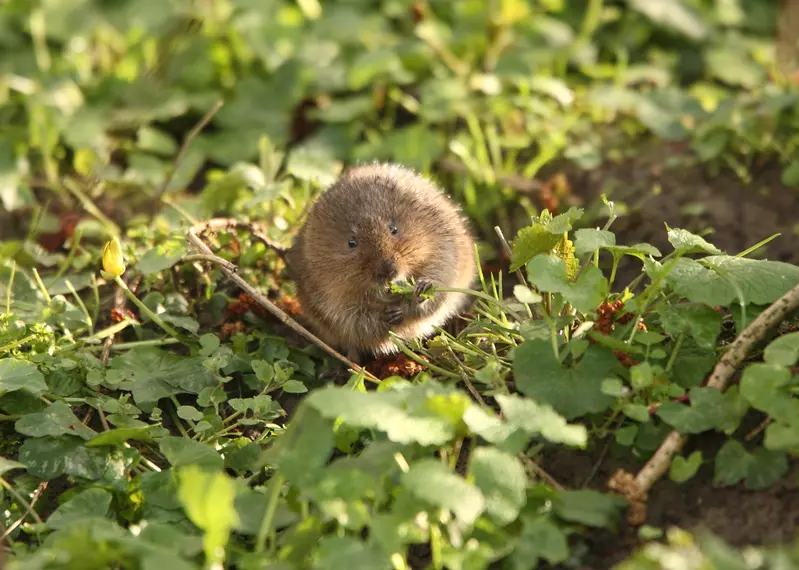 Water vole in UK eating
