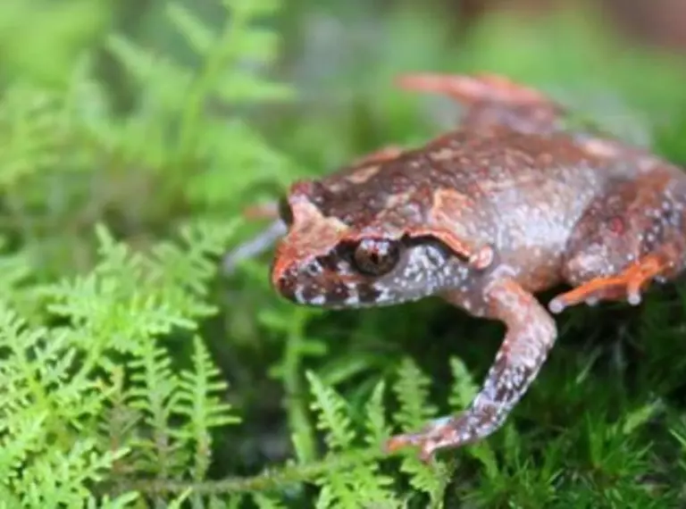 Botsford’s leaf-litter frog