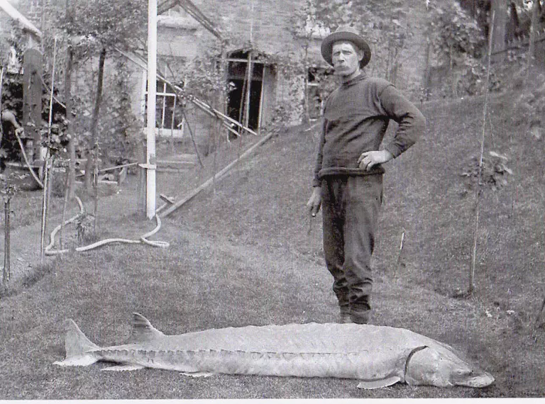 Historic UK sturgeon photo