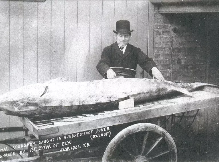 Royal Sturgeon caught in the Hundred Foot River at Oxlode, Pymoor, 1906