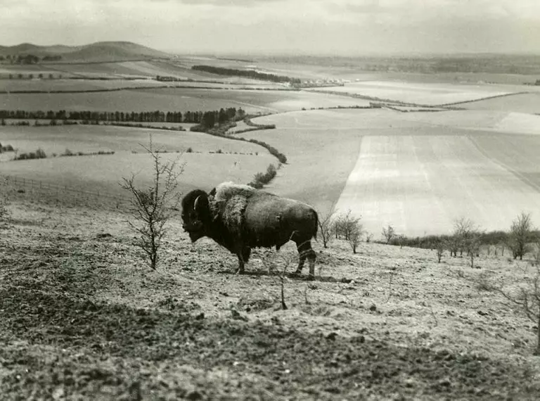 American bison on bison hill at Whipsnade Zoo in 1930s