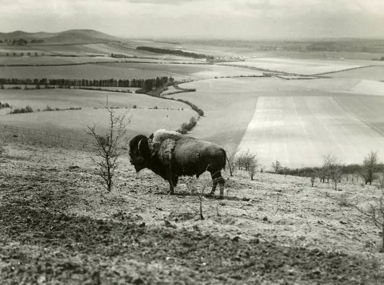 American bison on bison hill at Whipsnade Zoo in 1930s