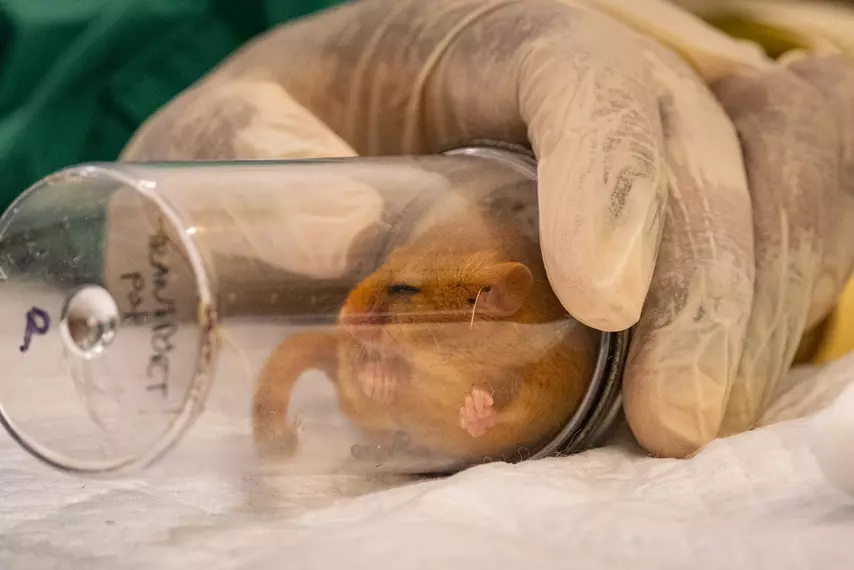 Hazel dormouse sleeping