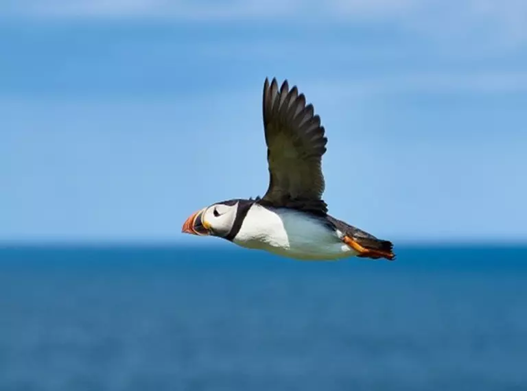 An Atlantic puffin flying above the ocean.