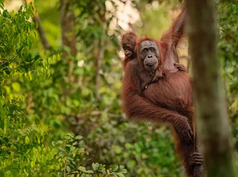 Orangutan and its baby hanging from a tree