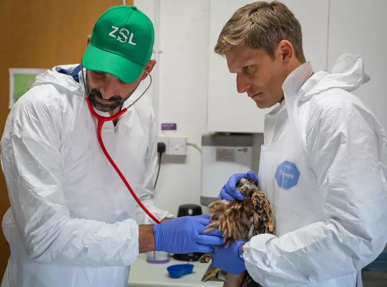Wildlife vets use stethoscope to monitor heart health of red kite