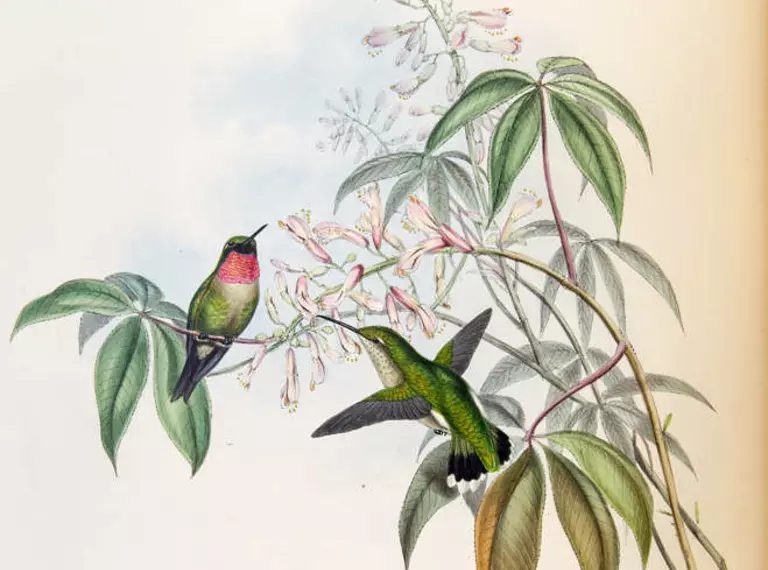 Trochilus colubris plate 131 in vol 3 of 'A monograph of the Trochilidae, or family of humming-birds', by John Gould, 1861