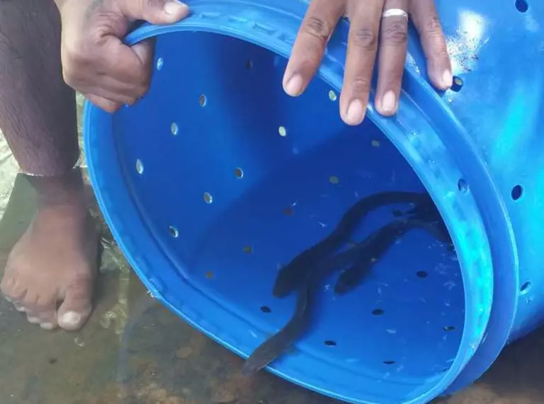 Three eels being released back into the river