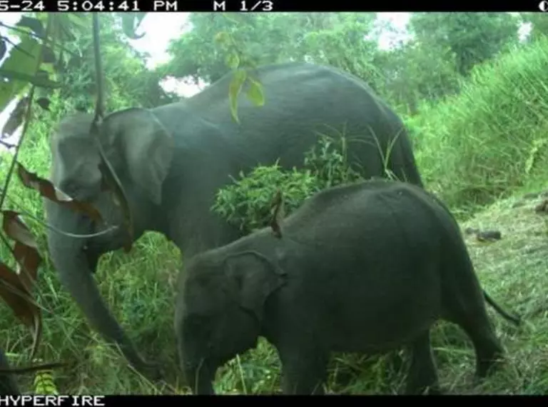 A mother and baby Asian elephant walking through the forest, taken on a camera trap