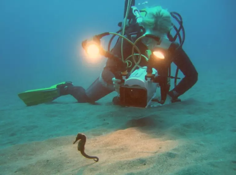A diving filming a seahorse underwater