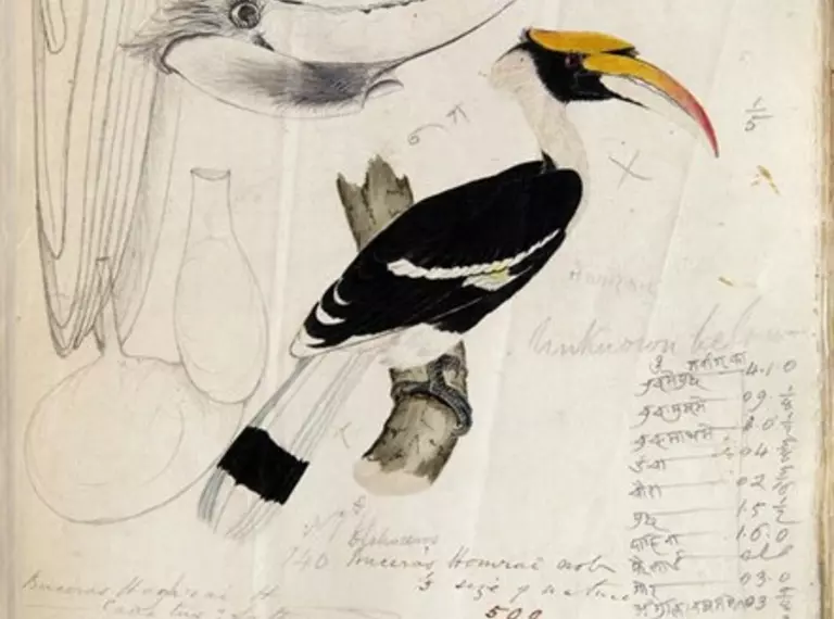 Hodgson hornbill