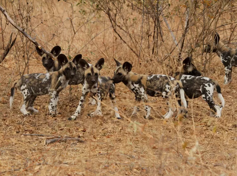 Six African wild dog pups stand together 