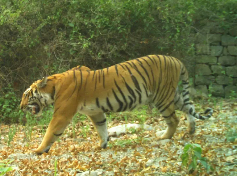 Wild Tiger- Nandhaur Wildlife Sanctuary