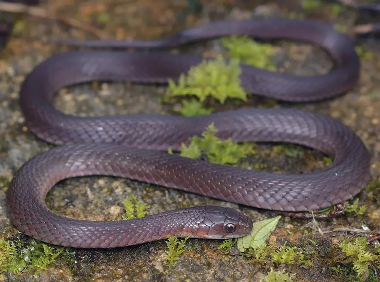 A small brown snake - the H'mong keelback, a new species described from Vietnam -rests on a rock,