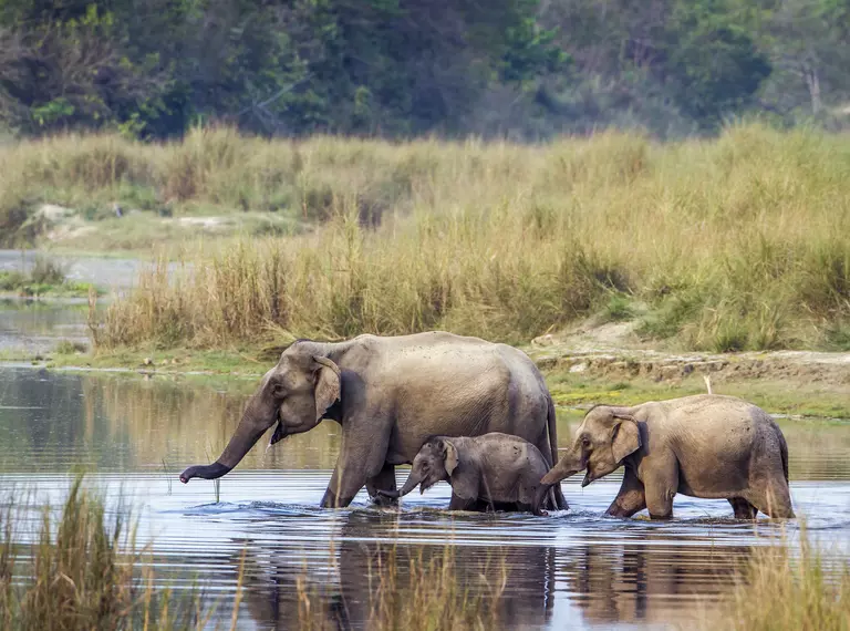 Asian elephants crossing a river