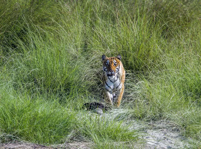 A tiger in long green grass