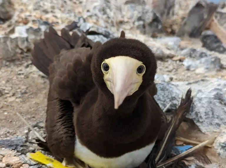 A brown booby sitting on a nest containing plastic