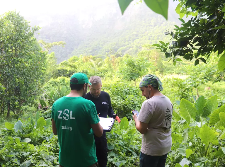 ZSL researchers working in thick forests of Dominica searching for mountain chicken frogs 