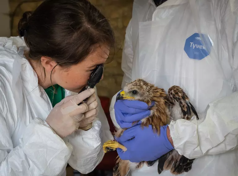 A red kite gets a health check from ZSL's DRAHS team