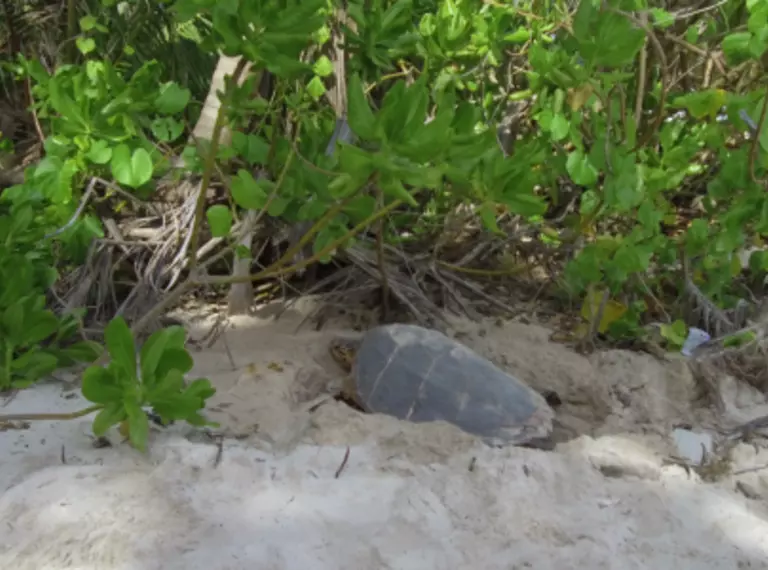 Turtle nesting on a beach