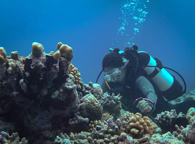 A person diving underwater analysing corals