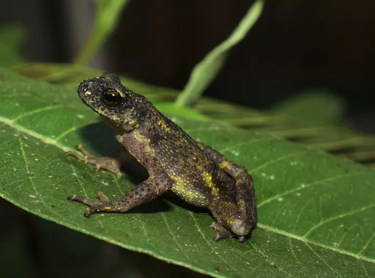 Black and yellow frog sits on a green leaf