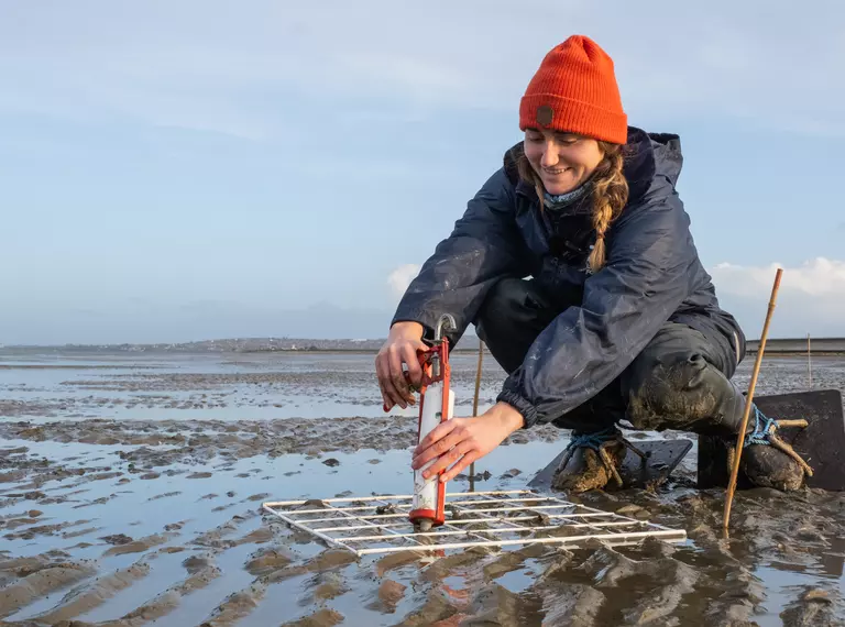 Woman using a modified sealant gun to plant seagrass seeds