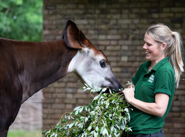 London Zoo Keeper with an okapi 