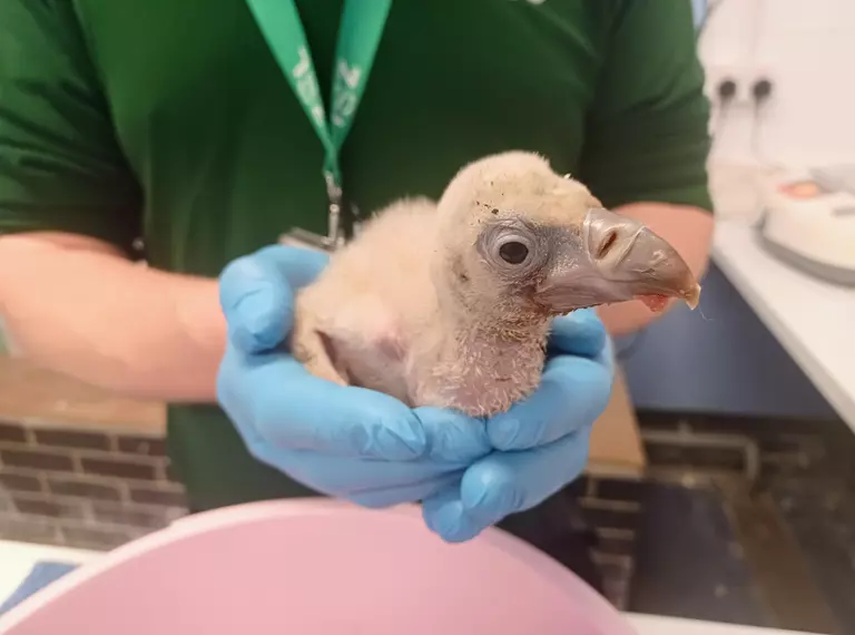 14 day old vulture chick