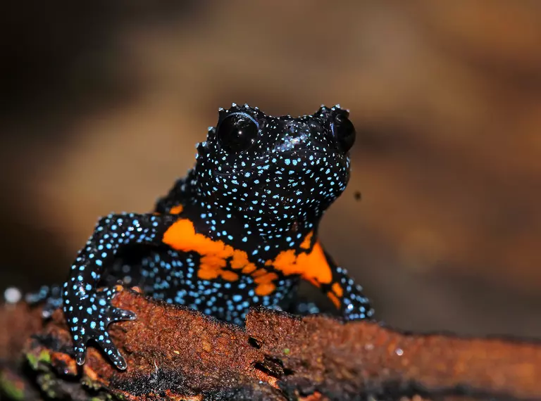 Black, blue and orange frog