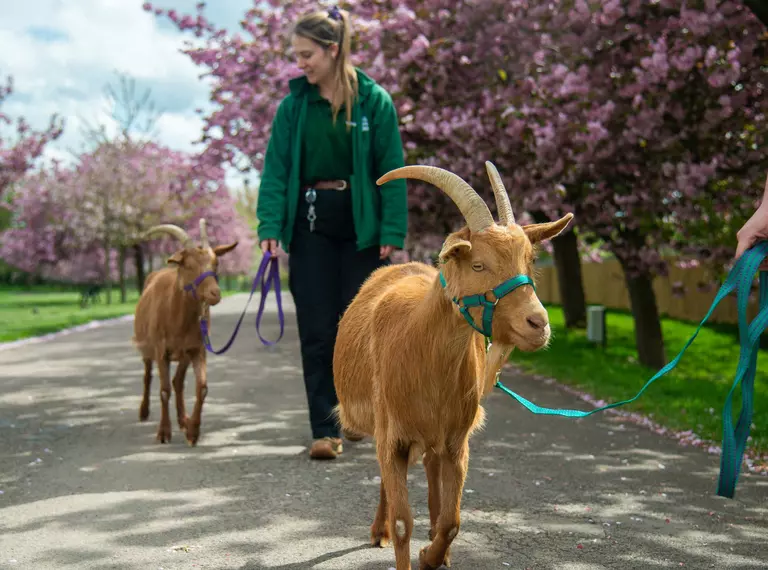 Doris and Betty the golden Guernsey goats walking around Whipsnade Zoo with their keepers