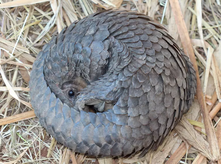 Please support pangolins. Pangolin curled up in a ball.