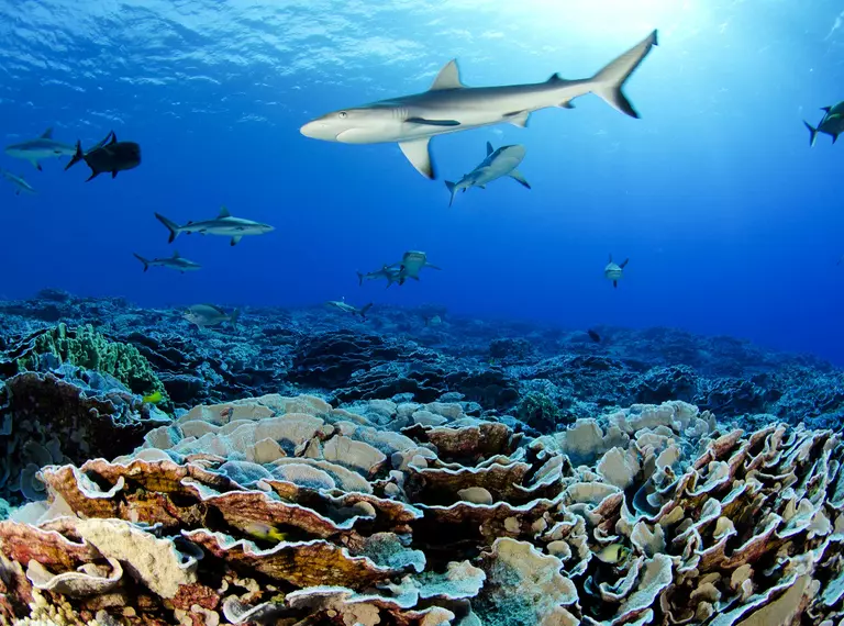 Pitcairn_Islands_sharks
