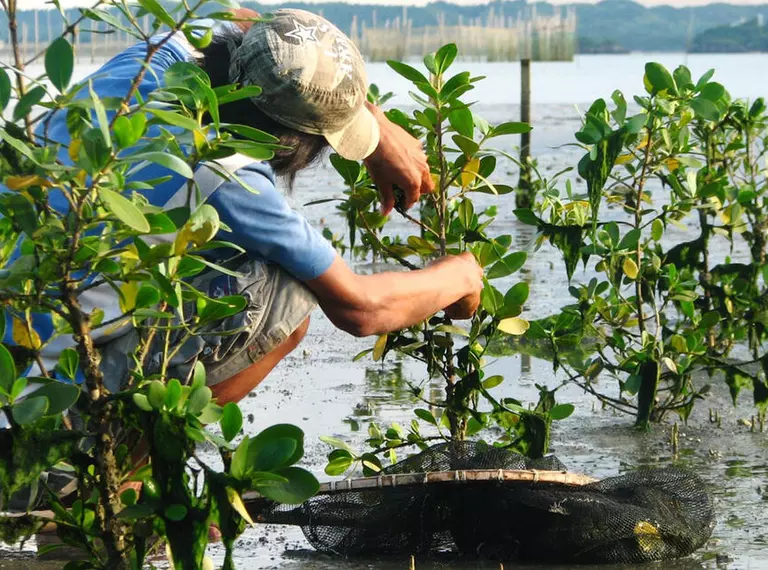 Planting mangroves in the Philippines