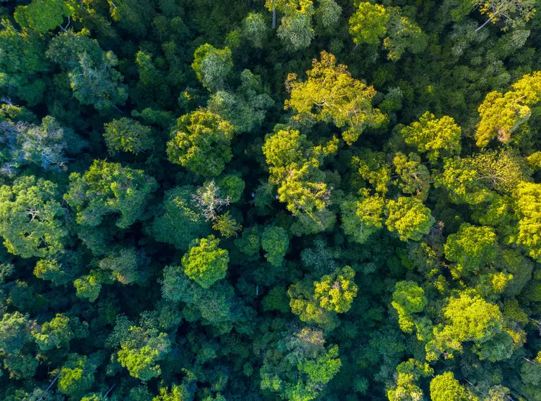 Rainforest in Borneo - aerial view