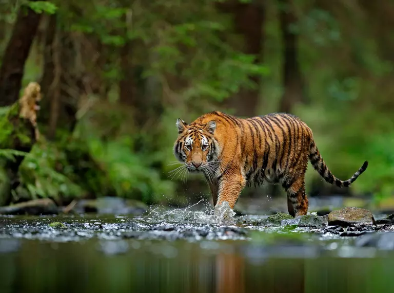 An amur tiger stepping into a body of water within a forest